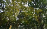 Hà Nội đẹp lạ lùng trong màu trắng hoa sưa